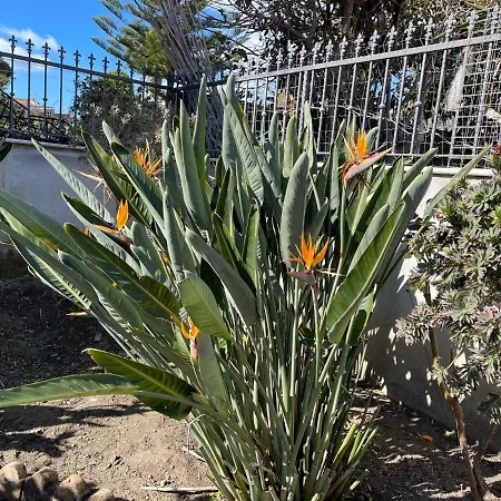 Rosa Di Mare